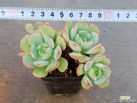 원종바닐라비스 21-146 다육식물