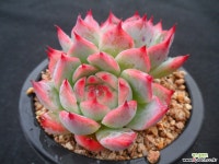 745 파블리 다육식물