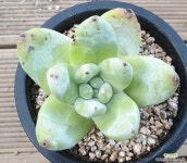 산적다육