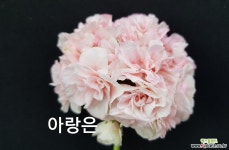 아랑은(제라늄) 초본류