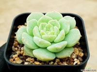 퓨어러브 25- 다육식물