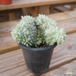 티피철화 1004-11 다육식물