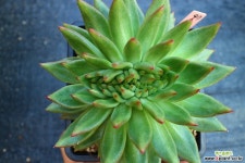 마리아철화97 다육식물