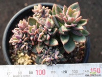 원종프리티 군생 S5024 다육식물