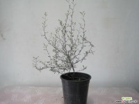 코로키아,크로키아2117-외목대,동일품배송 목본류