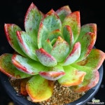 레드글로우 1 다육식물