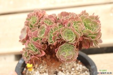 샐러드볼철화 981008 다육철화