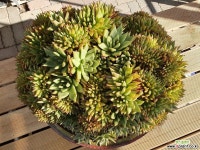 노블레드마리아철화 다육식물