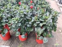 하와이무궁화-풍성한특대세일 공기정화식물