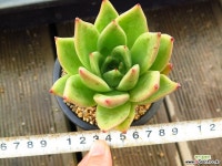 피그넷101351 다육식물