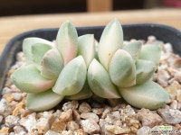 산적다육