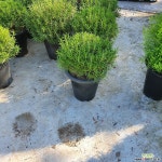 로즈마리 허브 대품 묵은둥이 35~50CM 허브