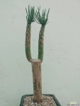 클레이니아 (천용 천룡) Senecio kleinia 아프리카식물