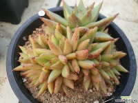 스나이퍼14두3119 다육식물