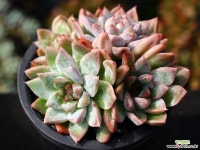 써브림 군생 S0275 다육식물