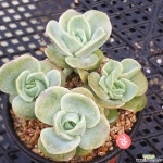 러블리로즈 자연 다육식물