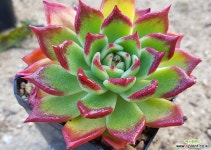 sp-06  1026 다육식물