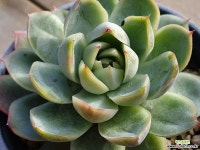 일본블루서프라이즈 7.55 1024 다육식물