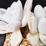 282.묵은환엽후레뉴 다육식물