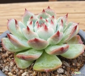 산적다육