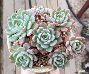 산적다육