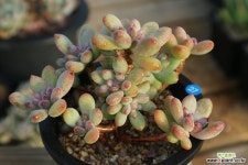 묵은코믹돔 다육금