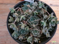 연화바위솔-76 바위솔