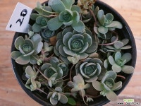 연화바위솔-20 바위솔