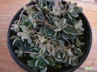 연화바위솔-7 바위솔