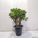 꽃피는 염좌/공기정화식물/반려식물/온누리 꽃농원 공기정화식물