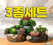 수제화분 꽃바위(3종세트) 다육화분