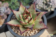 에보니 11-75 다육식물