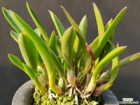 카틀레아 차밍루비 기타 서양란