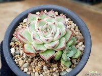 실생 15-102 다육식물