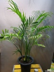 겐차야자( 중품) 높이 80-100   (노마진으로 농장에서 주는 선물이에요) 공기정화식물