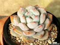 오렌지먼로 68-241 다육식물