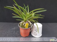 풍란/부귀란/천지천 풍란 부귀란(명품관)