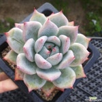 기차길옆다육이