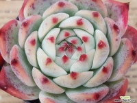 치와와 다육식물