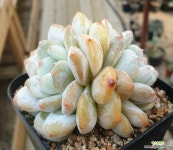 산적다육