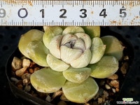 스노우바니 70-238 다육식물