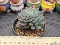 블루엘프6두 자연군생 11-242 다육식물