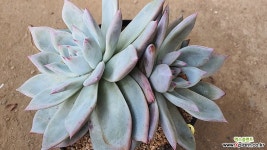 화이트콜로라타11151 다육식물