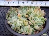산체스마요라데 71-61 다육식물