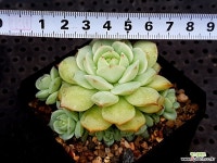 캡틴헤이 20-258 다육식물