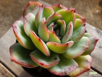 마를렌 040 1120 다육식물