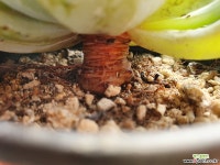 마를렌 040 1120 다육식물