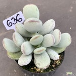 방울복랑1124-636 천원상품