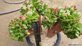 미인경철화11251 다육철화