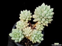 크라운볼 26-44 다육식물